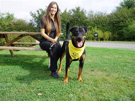 dog trust snetterton browse dogs to rehome.